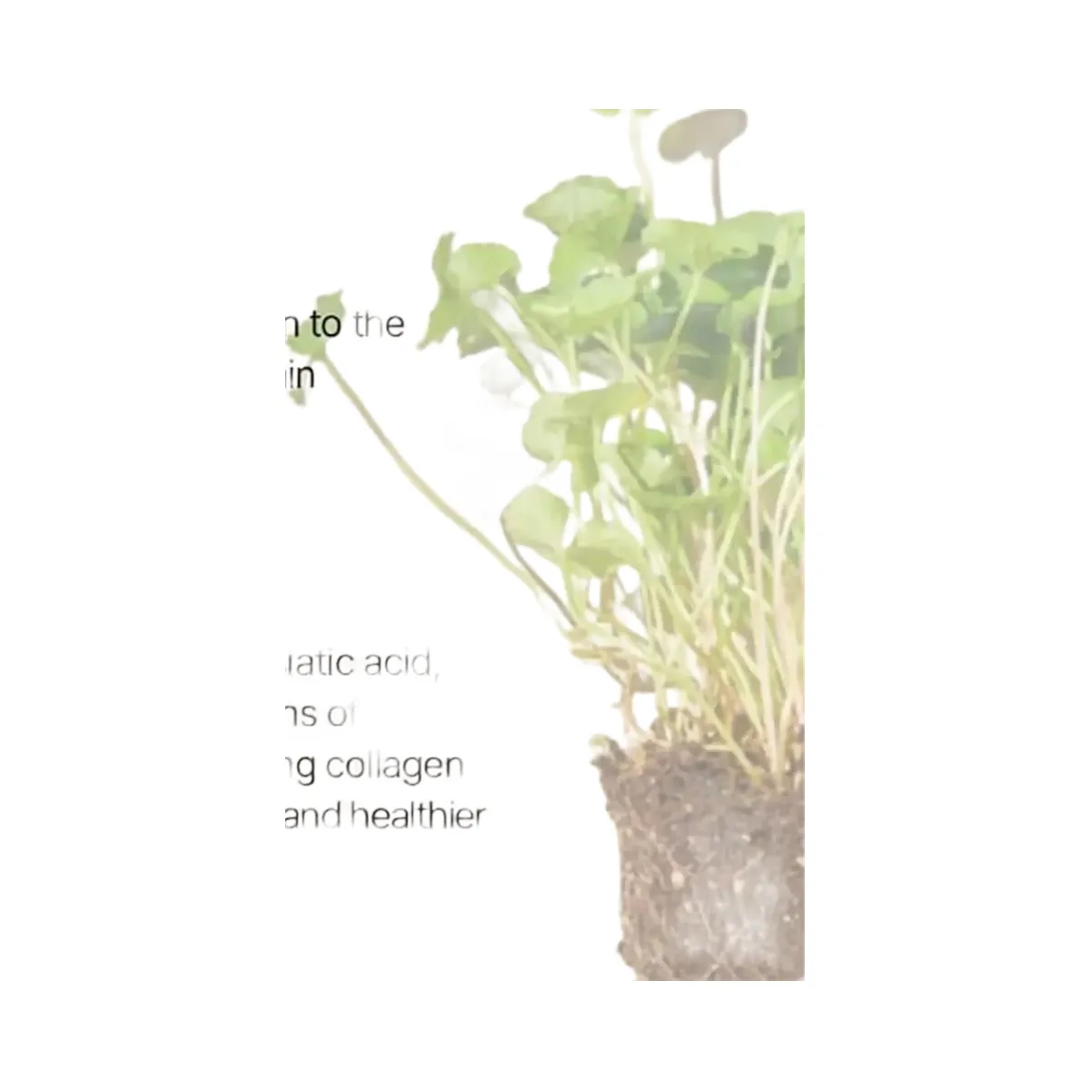 Mixsoon Soondy Centella Asiatica Essence