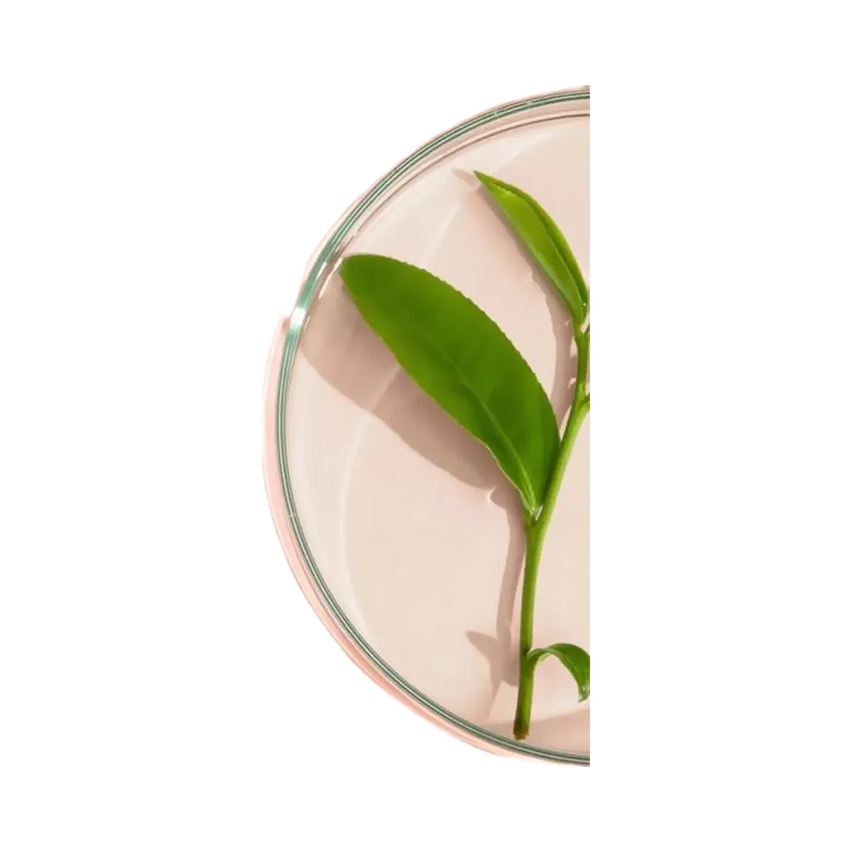 PEACH & LILY Hydrobubble Deep Foam Cleanser